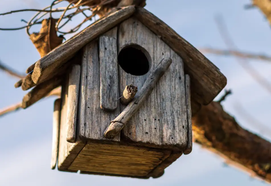 bird house gold storage